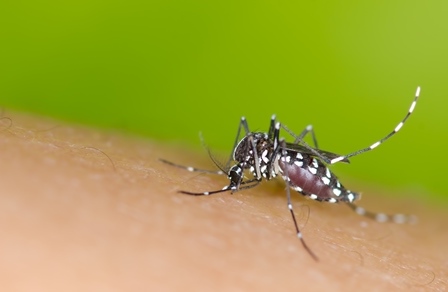 Aedes aegypti mrfiza